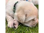 Labrador Retriever Puppy for sale in Muscoda, WI, USA