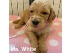 Goldendoodle Puppy for sale in Millville, NJ, USA