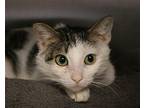 Biscuit Domestic Shorthair Adult Female