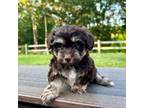 Mutt Puppy for sale in Knob Noster, MO, USA