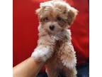 Maltipoo Puppy for sale in Conway, SC, USA