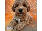 Schnoodle 10