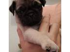 Pug Puppy for sale in Palm Desert, CA, USA