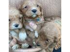 Cavapoo Puppy for sale in Ferndale, WA, USA