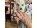Siberian Husky Puppy for sale in King George, VA, USA