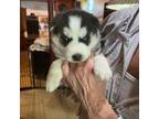 Siberian Husky Puppy for sale in King George, VA, USA