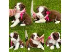 Border Collie Puppy for sale in Newport Beach, CA, USA