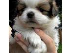 Japanese Chin Puppy for sale in Salem, OR, USA