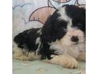 Cavapoo Puppy for sale in Orrville, OH, USA