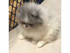 Pomeranian Puppy for sale in Fort Wayne, IN, USA