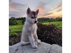 Siberian Husky Puppy for sale in Kalona, IA, USA