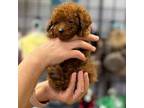 Poodle (Toy) Puppy for sale in Carrollton, TX, USA