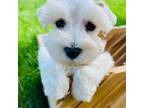 Schnauzer (Miniature) Puppy for sale in Le Roy, MN, USA