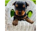 Yorkshire Terrier Puppy for sale in Le Roy, MN, USA