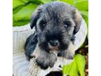 Schnauzer (Miniature) Puppy for sale in Le Roy, MN, USA