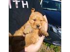 Golden Retriever Puppy for sale in Antigo, WI, USA