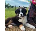 Australian Shepherd Puppy for sale in Brookfield, MO, USA