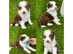 Border Collie Puppy for sale in Newport Beach, CA, USA