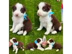 Border Collie Puppy for sale in Newport Beach, CA, USA