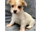 Mutt Puppy for sale in Clinton, NC, USA