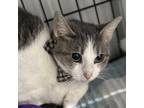 Adopt Kinlee a Domestic Short Hair