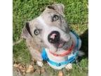 Adopt Mabel a Pit Bull Terrier