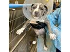Adopt Darlene 6 a Pit Bull Terrier