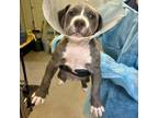 Adopt Darlene 5 a Pit Bull Terrier