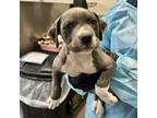 Adopt Darlene 2 a Pit Bull Terrier