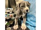 Adopt Darlene 3 a Pit Bull Terrier