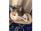 Adopt S'Mores a Domestic Short Hair