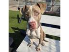 Adopt Beauty a Pit Bull Terrier
