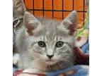 Adopt Cranberry Spice a Domestic Short Hair
