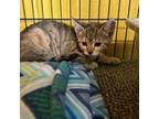 Adopt Dee Dee a Domestic Short Hair