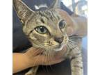 Adopt Madea a Domestic Short Hair