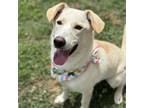 Adopt Sophie a Mixed Breed