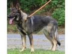 Adopt Huniu 39754 a German Shepherd Dog