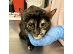 Adopt Giselle a Domestic Short Hair