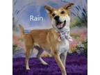 Adopt Rain a Shepherd, Husky