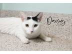 Adopt Daisy (bonded with Johnny) **SPONSORED** a Domestic Short Hair
