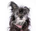 Adopt Mee Maw 11916 a Terrier