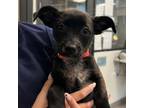 Adopt Tennessee a Mixed Breed