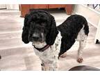 Adopt Millie a Poodle