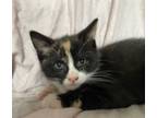 Adopt Dusty WIllow Grove Area (FCID# 5/23/24-140) KC a Calico