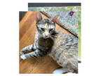 Adopt Sunshine Willow Grove PS (FCID# 04/23/2024 - 150) a Dilute Calico, Tabby