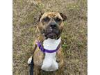Adopt Lilly-Bella a Mixed Breed