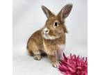 Adopt Randy a American, Lionhead