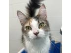 Adopt Molly a Domestic Medium Hair, Domestic Short Hair