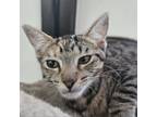 Adopt Funnel Cake a Domestic Short Hair