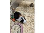 Adopt 56060421 a Guinea Pig